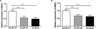 The Association of MEG3 Gene rs7158663 Polymorphism With Cancer Susceptibility